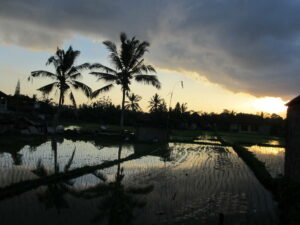 IMG_2445