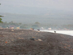 Amed